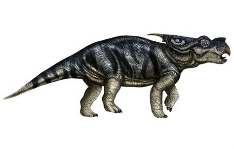 Achelousaurus | Unraveling the Mysteries of a Unique Dinosaur