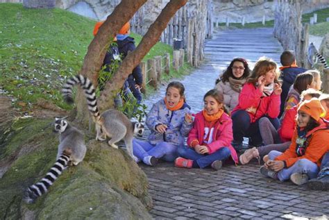 Bioparc Abre La Inscripci N Para La Edici N De Navidad De Su Escuela De