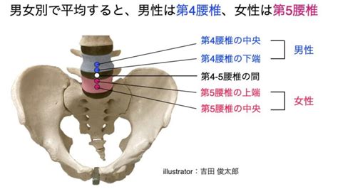 Youtube更新：腸骨稜の謎：なぜヤコビー線はl4 5間を通るのか！？ 触診解剖ブログ