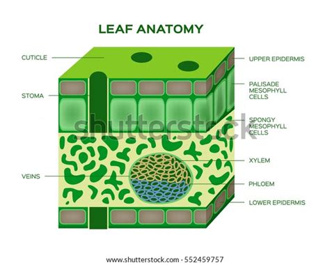 Vector Leaf Anatomy On White Background Stock Vector (Royalty Free) 552459757