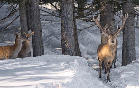 Snow Deer Wallpapers Top Free Snow Deer Backgrounds Wallpaperaccess