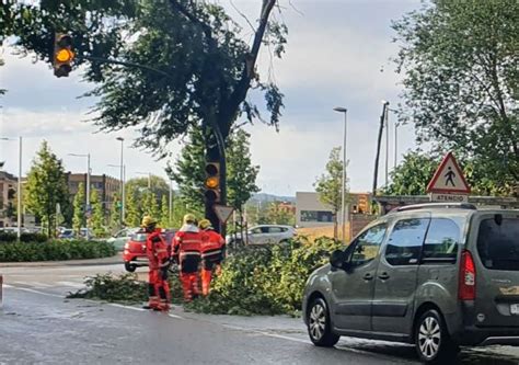 Ferit en estat crític per la caiguda de la branca dun arbre un nen de