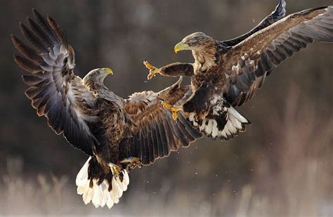 The White Tailed Sea Eagle S Majesty