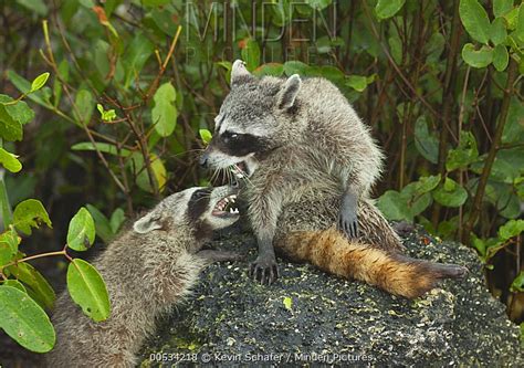 Pygmy Raccoon stock photo - Minden Pictures