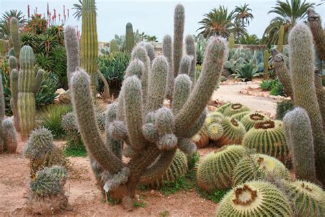 Cu Ntos Tipos De Cactus Hay Y C Mo Se Cuidan