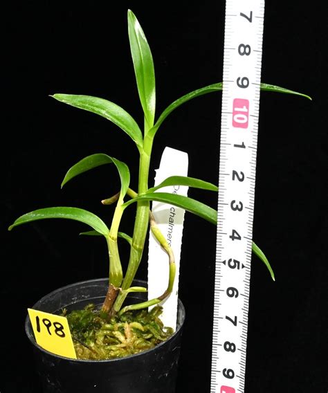 洋蘭原種 198 新入荷 Den chalmersii Seedling デンドロビューム チャルメルシー ラン 売買されたオークション