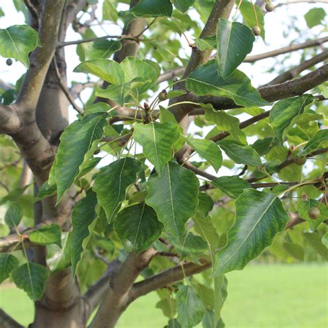 Pyrus Calleryana Aristocrat Aristocrat Pear Doty Nurseries