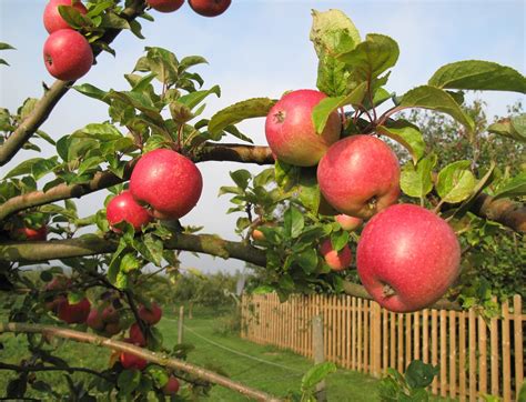 Apfelbaum Pfel Obst Baum Kostenloses Foto Auf Pixabay