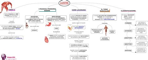 Il Sistema Muscolare