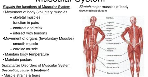 The most powerful ways: Muscle Structure and Function