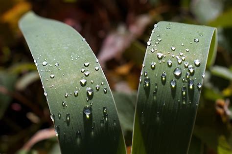 Free Images Water Nature Grass Dew Leaf Flower Green Botany