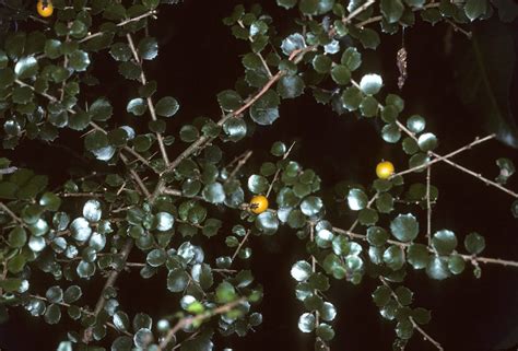 Citriobatus Pauciflorus Pittosporaceae