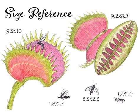 Venus Flytrap Watercolor Clipart Set With Carnivorous Plant And Insect