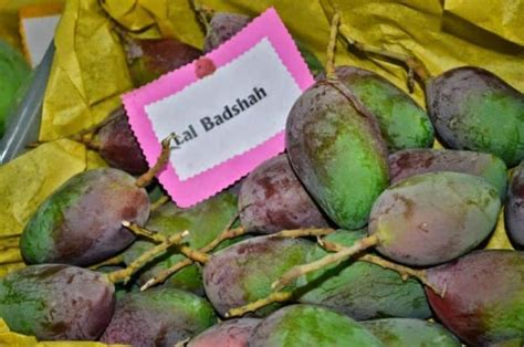 Mangoes in Pakistan: Varieties, Production & Export – Startup Pakistan