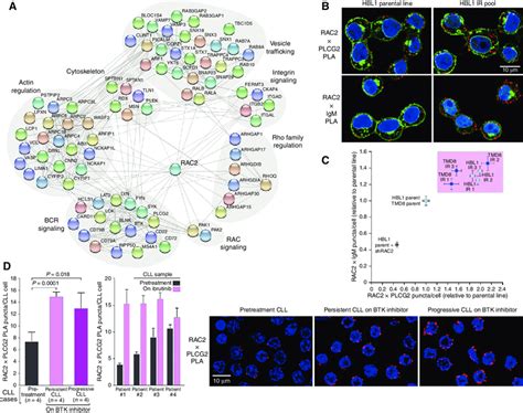 Rac Protein Interactions Are A Marker Of Epigenetic Ibrutinib