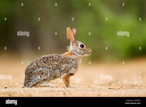 Florida Cottontail Rabbit Eastern Cottontail Sylvilagus Floridanus