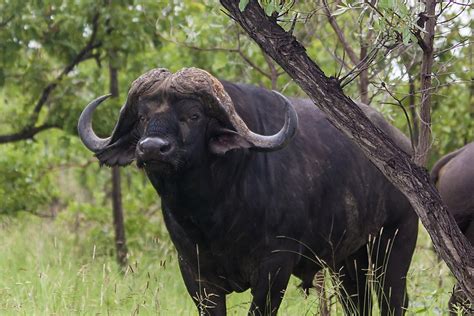 Cape Buffalo Facts Animals Of Africa