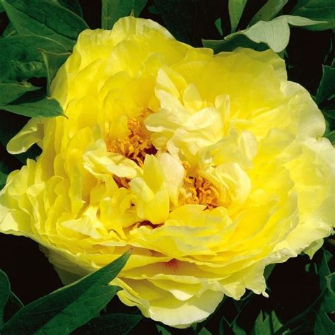 Peony Yellow Crown Itoh Peony White Flower Farm