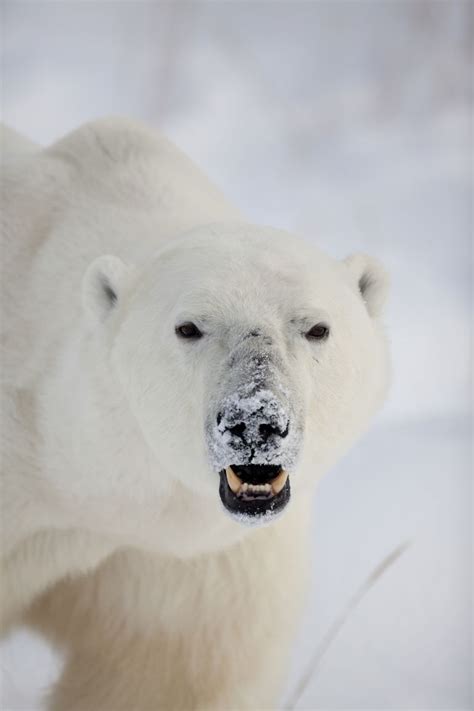 Man Mauled by Polar Bear in Canada