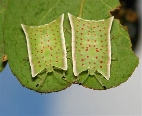 SINOBUG Shield Bugs Cool Bugs Insect Collection