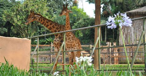 Como Visitar O Zoológico De São Paulo Ckturistando