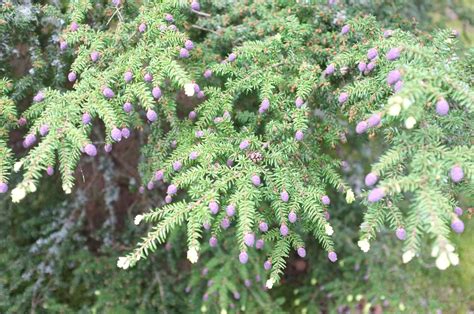 Tsuga heterophylla - Trees and Shrubs Online