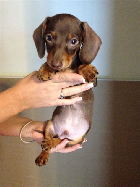 Brown And Tan Dachshund Puppy 8 Weeks Old Love Dachshund Puppies