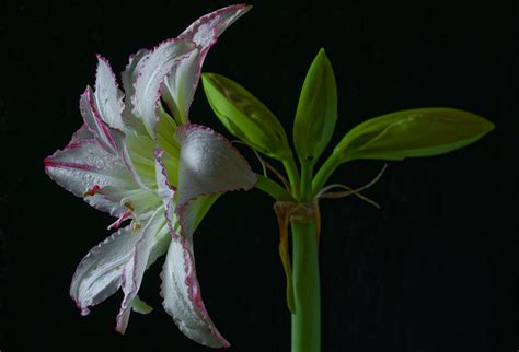 Image White Flowers Amaryllis Closeup Black Background