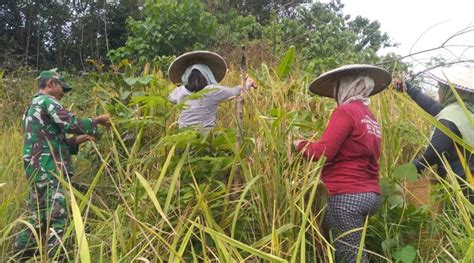 Babinsa Koramil Peso Dampingi Petani Panen Padi Gunung Kabar Bulungan