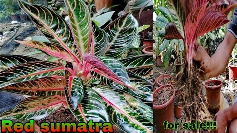 Aglaonema Red Sumatra Propagation And For Sale Youtube