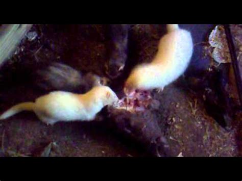 Ferrets Eating Deer Head Mp4 YouTube