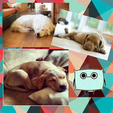 Significado De Las Posiciones De Tu Perro Al Dormir 🐶•perro World•🐶 Amino