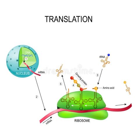 Transfer RNA TRNA Stock Vector Illustration Of Anticodon 108126017