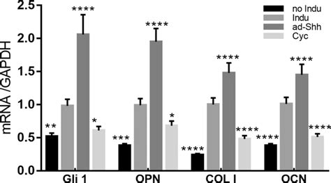 Shh Produced Up Regulation Of Gli Expression And Osteogenesis Related