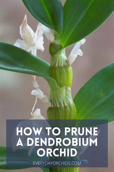 How to Prune a Dendrobium Orchid