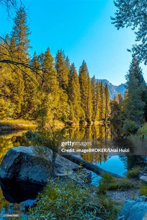 Beautiful Walk To Walk In Yosemite Valley And The Reflected Trees