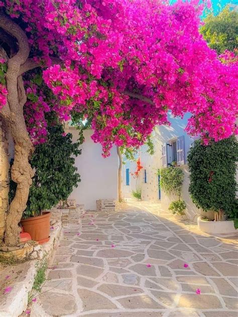 An Alley Way With Pink Flowers On The Trees