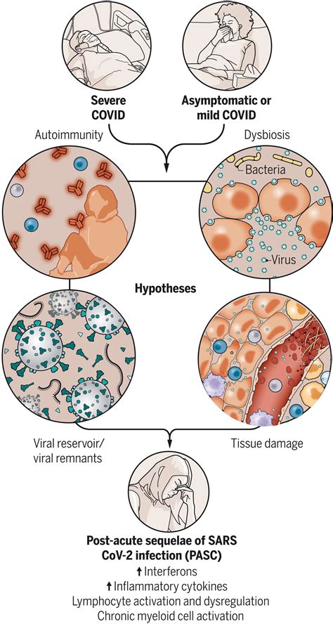 immunology  immunopathology  covid  science