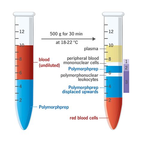 PolymorphPrep 1895