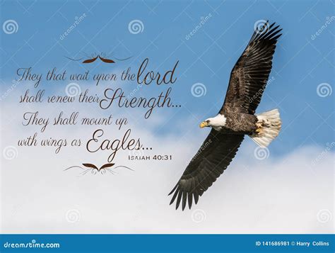 Bald Eagle Bible Verse stock image. Image of coast, bible - 141686981