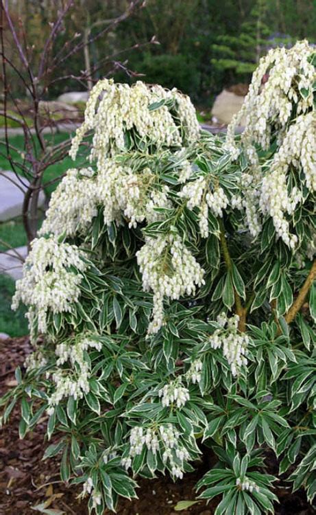 Buy Variegated Pieris Japonica Free Shipping Wilson Bros Gardens