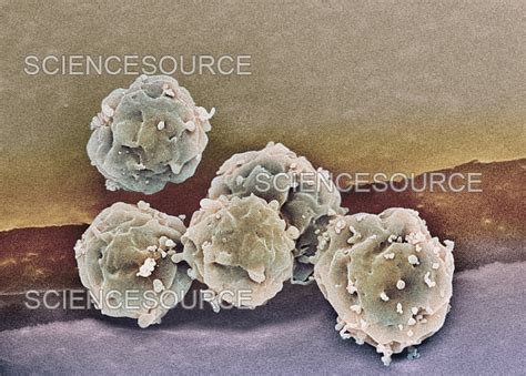 Embryonic Stem Cells Sem Stock Image Science Source Images