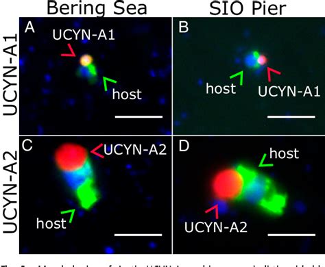 Figure 3 From Symbiotic Unicellular Cyanobacteria Fix Nitrogen In The