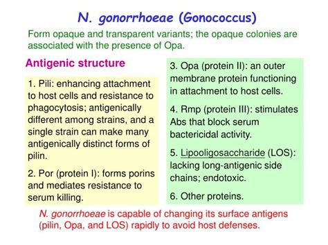 Ppt Neisseria N Gonorrhoeae Gonococcus Gonorrhea N Meningitidis