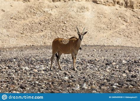 Springbok Antelope in the Wild Animals Stock Photo - Image of springbok, travel: 240949938