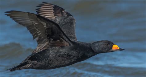 Black Scoter Overview, All About Birds, Cornell Lab of Ornithology