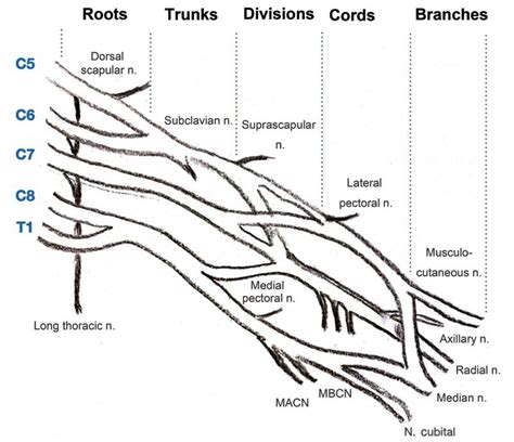 Schematic Illustration Of The Brachial Plexus Abbreviations MACN