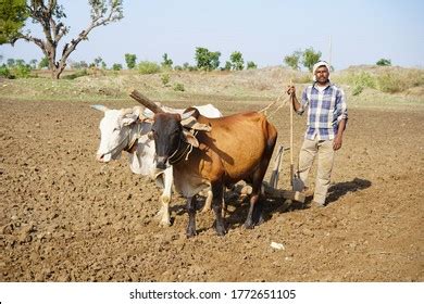 Indian Farmer Ploughing Bull His Field Stock Photo