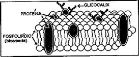 AIO O Esquema Abaixo Representa A Estrutura Da Membrana