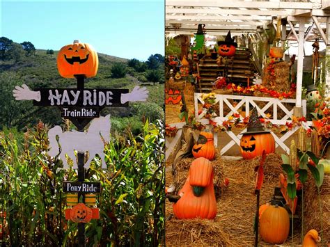 8 Exceptional Bay Area Pumpkin Patches